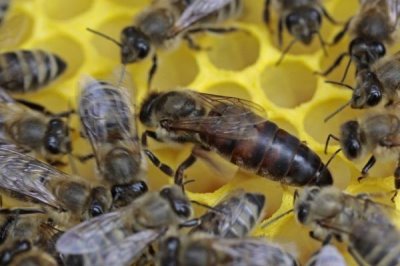 蜜蜂晚上合群会不会打架,同样可能打架