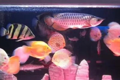 锦鲤可以和鹦鹉鱼混养吗,二者性情不同不建议混养