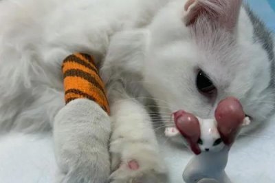 猫咪得了黑下巴如何治疗,建议多注意日常清洁