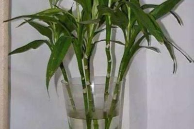 水培富贵竹多久换一次水,可根据季节而定