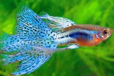 孔雀鱼的氧气要求，密度比较高则需要打开氧气