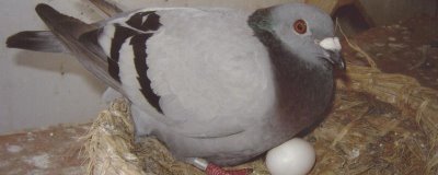 拿走鸽子蛋鸽子会不会生气，鸽子是会生气的