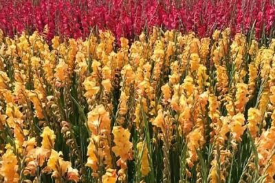 剑兰如何养殖以及要注意什么,适当增温可缩短栽培周期