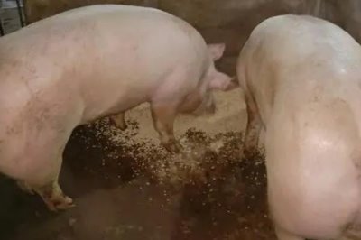 大猪不吃东西如何处理，需根据实际表现采取针对性措施