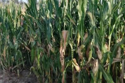 玉禾138玉米种子介绍,春播平均生育期114.2天