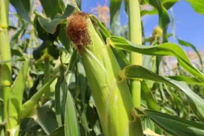 龙生7702玉米种子特征特性,适宜播期4月下旬至5月上旬