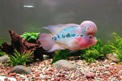 罗汉鱼的养殖技术,中性或稍弱酸性的水质为佳