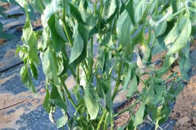 辣椒死棵的原因及防治方法，青枯病、疫病和根腐病都会导致