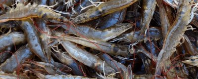 对虾的生活习性,属于杂食性且喜欢在晚上活动