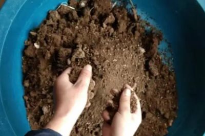 香橼果苗的价格,产地不同价格不同