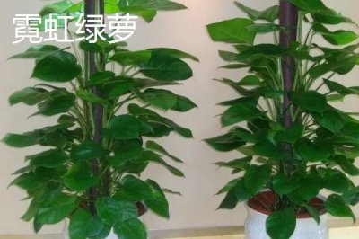 绿萝的品种,包括银星绿萝、霓虹绿萝、斑叶绿萝等种类