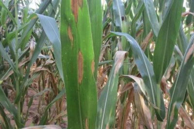 发生土传病害的原因，多年连作、大量使用化肥和农药均会引发病害