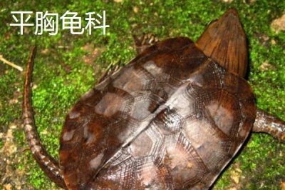 龟的种类,共有这12科