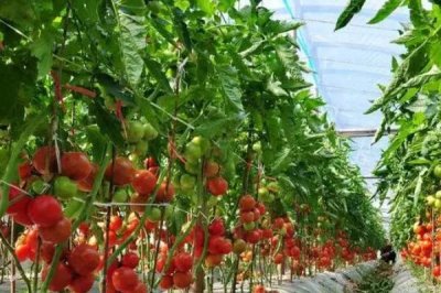 西红柿卷叶的原因,水分不足和农药使用不当会导致