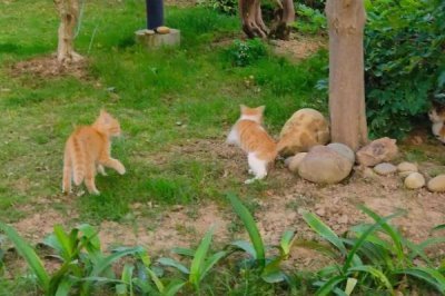 猫咪在户外散养好不好，有利也有弊