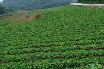 种植中草药的方法,因地选择品种