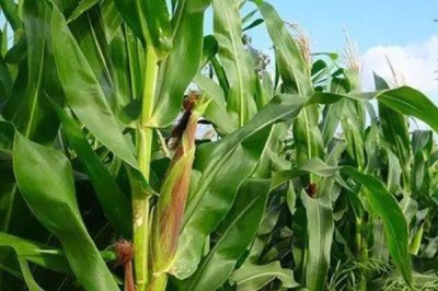 尧玉656玉米种子特点，适宜播期4月下旬至5月上旬
