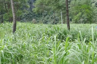 种草养羊有哪些问题较常见,产量和存储问题需费心