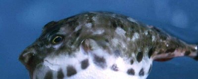 河豚的价格,一般在35-80元一斤