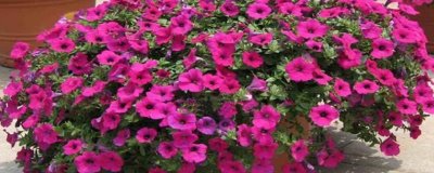 矮牵牛怎么打顶，在每年的春、秋两季进行