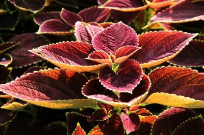 彩叶草叶子发黄怎么办,浇水要充足