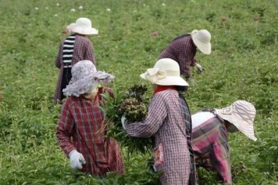 白术苗前除草剂的的选择,氟乐灵乳油和草胺乳油适合播种前除草