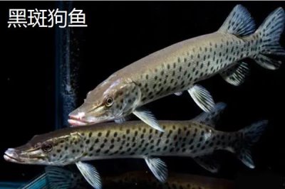 凶猛淡水鱼品种,常见的有哲罗鲑、黑斑狗鱼等