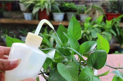 绿萝隔多长时间浇一次水，春季每隔3-5天浇一次