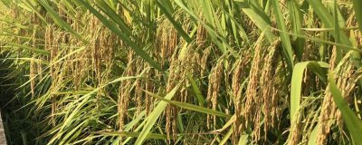 研究籼型杂交水稻有什么意义，可以解决我国人多粮少的问题