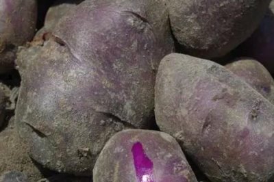 黑土豆什么品种好,有黑金刚土豆和黑美人土豆