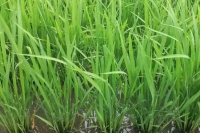 原香优兆香丝苗水稻种子介绍，每亩有效穗数18.2万穗