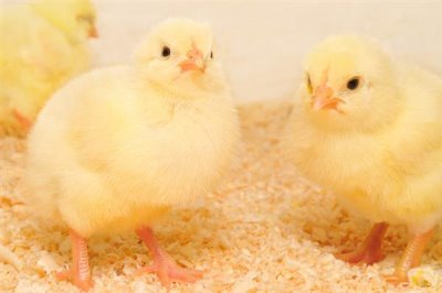 雏鸡采食量低的原因及解决办法,可能是育雏温度不佳或水质的原因