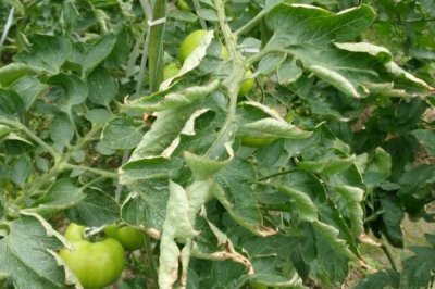 西红柿卷叶的原因,水分不足和农药使用不当会导致