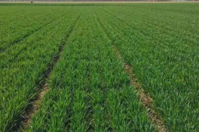 南方不种小麦吗,南方种植的小麦通常是冬小麦