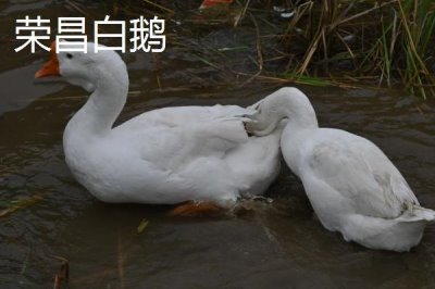重庆市荣昌区的特产，盘龙生姜深受消费者欢迎
