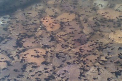 黑斑蛙养殖技术，养殖场地要确保有一定高度