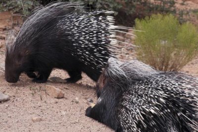 特种豪猪引种与驯化要注意什么,引种需选择正规厂家