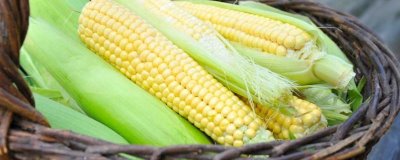 BM355玉米种子介绍,4月下旬至6月中下旬播种
