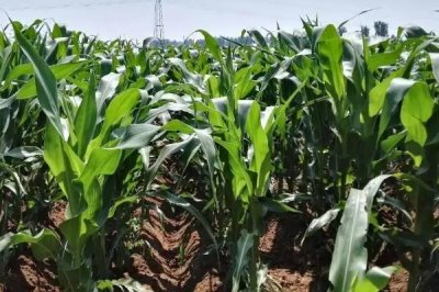 先玉2007玉米种子简介，密度4500株/亩左右