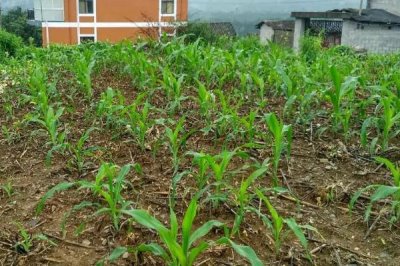 新农玉6328玉米品种的特性,抽雄期释放赤眼蜂防治玉米螟