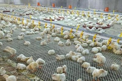 小鸡养多久能长大,不同品种的生长周期不同