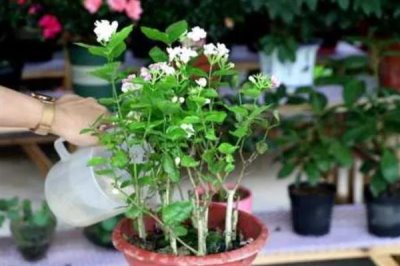 茉莉花烂根的原因及解决方法，可能是盆土不适或浇水不当所致