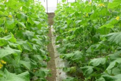 越冬水果型小黄瓜的栽培技术，育苗适期为9月中下旬至10月上中旬