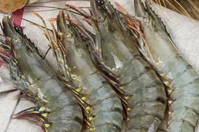 斑节对虾的产地,一般栖息于浅海海域