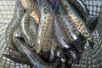 黑鱼会不会咬人,通常情况下不会咬人