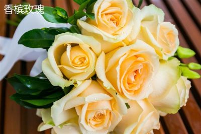 香槟玫瑰与黄玫瑰有什么区别,颜色、花语均不同