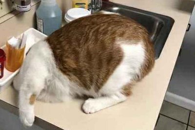 天气超过30度猫会中暑吗,猫可通过张嘴喘气散发热量