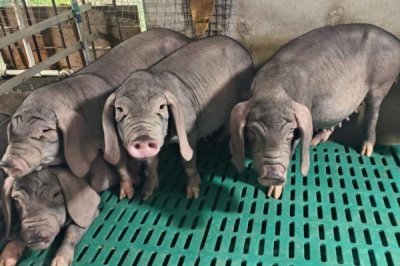 太湖母猪配什么猪种，要根据养殖者的需求来决定