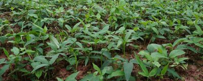 半夏的主要产地在哪里,我国各地均有分布