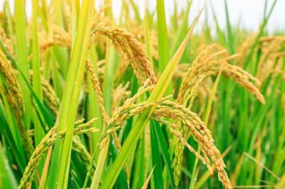 N两优501水稻种子简介，秧田播种量12.5公斤左右